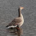 _MG_3428 Greylag Goose.JPG